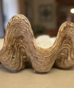 Sunrise Polyresin Clam Homewares 17 Sunrise Polyresin Clam Homewares