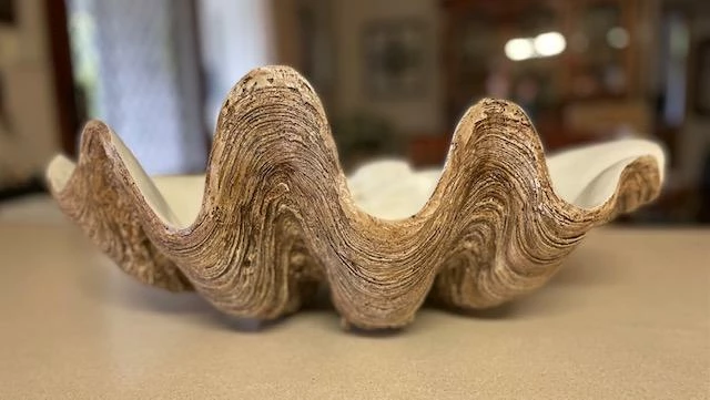 Sunrise Polyresin Clam Homewares 9 Sunrise Polyresin Clam Homewares