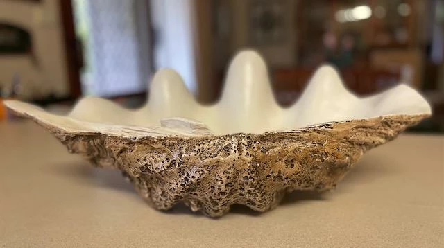 Sunrise Polyresin Clam Homewares 8 Sunrise Polyresin Clam Homewares