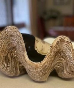 Sunrise Polyresin Clam Homewares 12 Sunrise Polyresin Clam Homewares